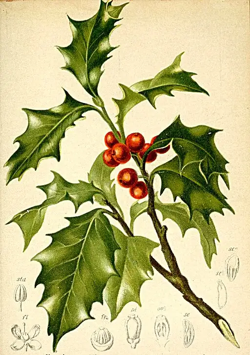 Botanical illustration of Holly symbolising domestic happiness and defence.