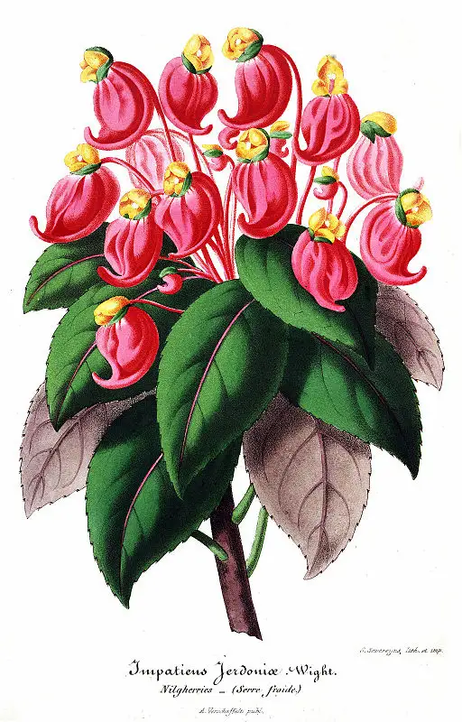 Botanical illustration of Impatiens symbolising motherly love.