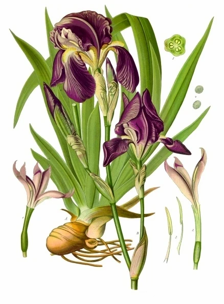 Faux Purple Iris symbolising faith, wisdom, and the bridge to the afterlife.