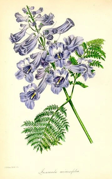 Botanical illustration Jacaranda symbolising wisdom and wealth.