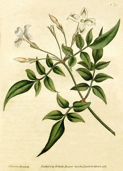 jasmine-grace-elegance-illustration.webp