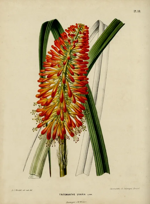 Botanical illustration Kniphofia symbolising strength and endurance.