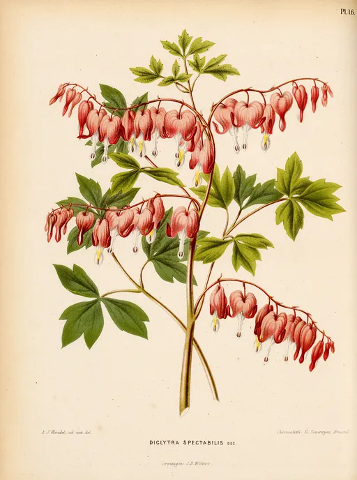 Botanical illustration of Bleeding Heart symbolising deep emotion and compassion.