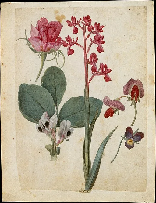 Sweet Pea spray symbolising delicate pleasure and goodbye.