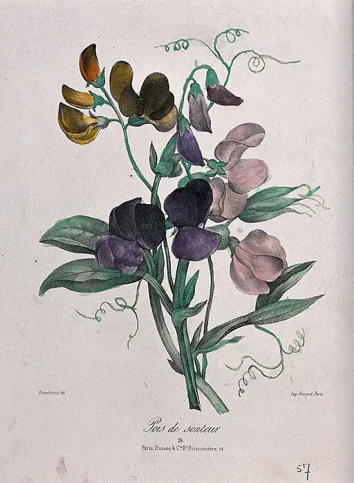 Sweet Pea symbolising delicate pleasure and farewell.
