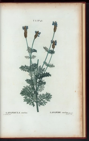 Lavender spray symbolising devotion, silence, and serenity.