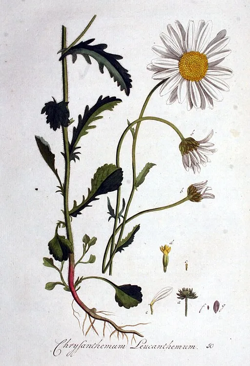 Botanical illustration of Oxeye Daisy symbolising patience.