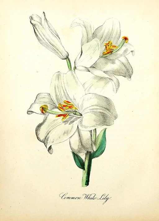 Large White Casablanca Lily symbolising celebration and high soul.
