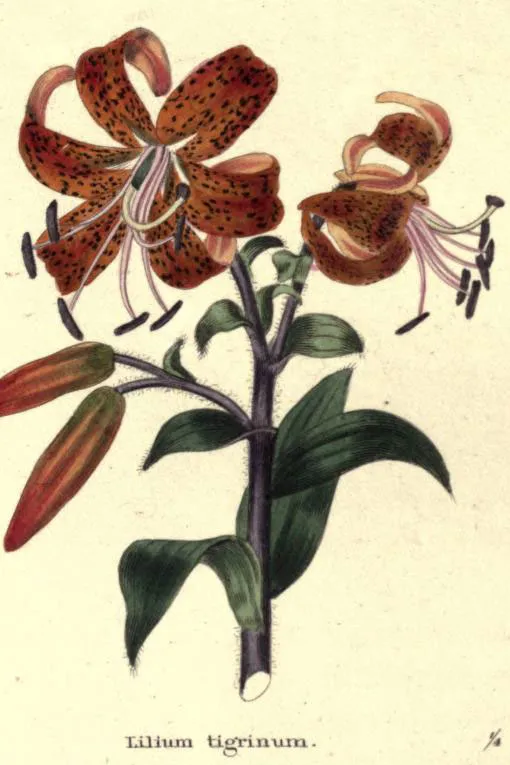 Faux Tiger Lily symbolising wealth and pride.