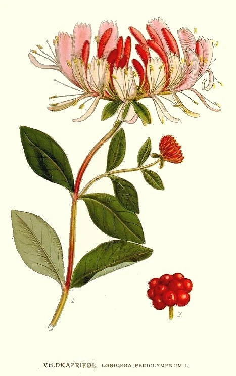 Botanical illustration Honeysuckle illustration symbolising bonds of love.
