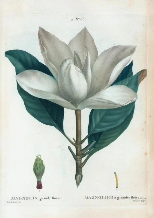 Magnolia bloom symbolising nobility and perseverance.