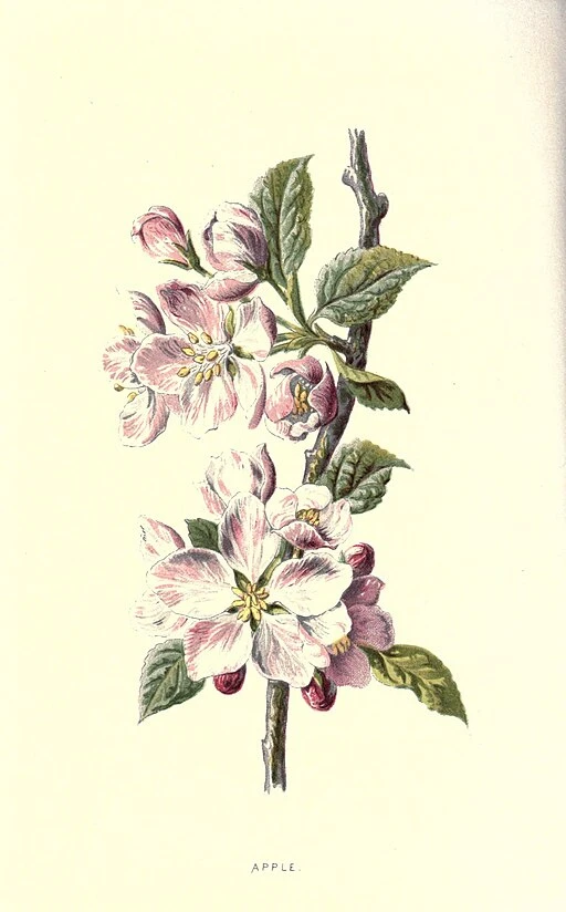 Faux Apple Blossom spray symbolising preference and good fortune.