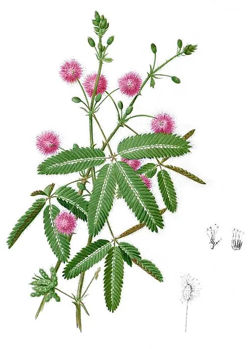 Mimosa flower symbolising sensitivity and respect.