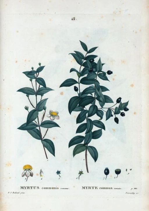 Botanical illustration of Myrtle symbolising love and marriage.