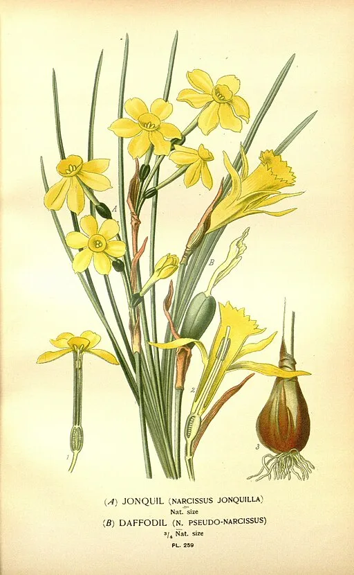 Jonquil symbolising desire for affection returned.