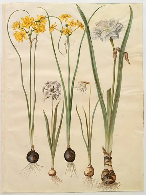 Yellow Daffodil symbolising rebirth and new beginnings.