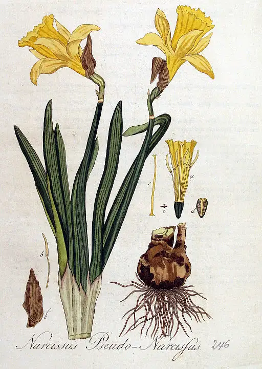 Faux Narcissus symbolising rebirth and new beginnings.