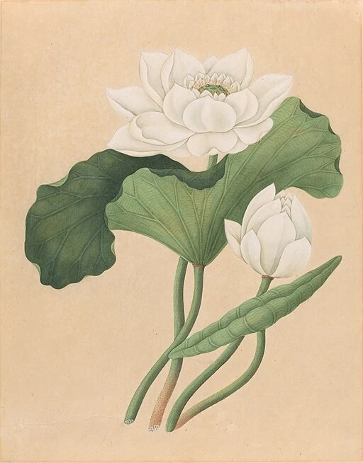 Botanical illustration Lotus symbolising rebirth and enlightenment.