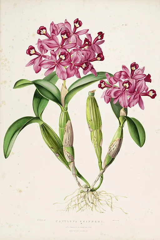 Faux Orchid symbolising rare beauty and luxury.