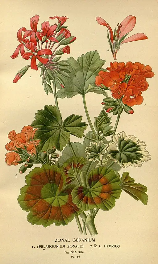 Botanical illustration of Geranium symbolising true friendship.