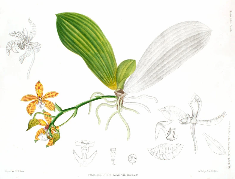 Phalaenopsis Mannii