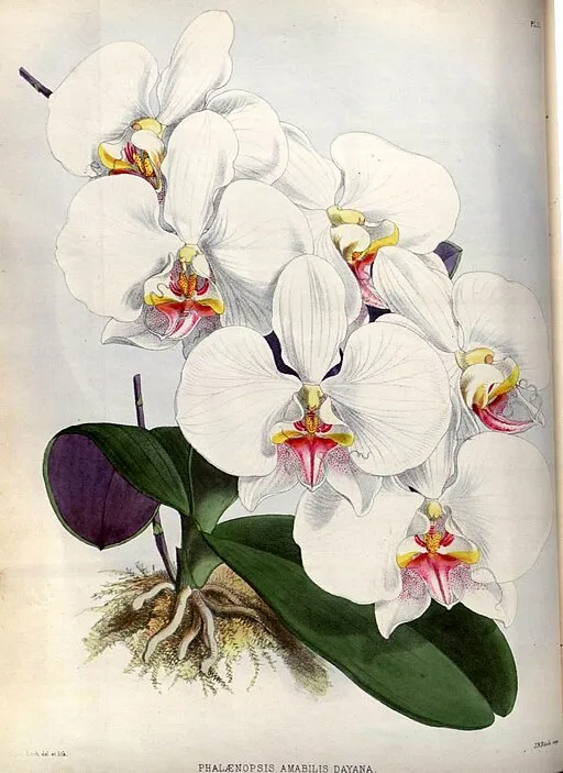 Faux Moth Orchid symbolising elegance and eternal love.