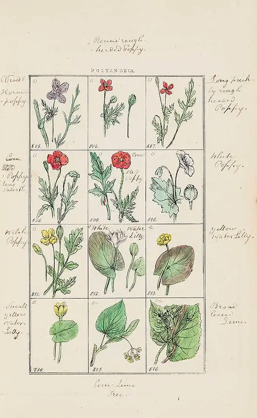 Pictorial Flora