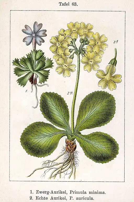 Primula Auricula.