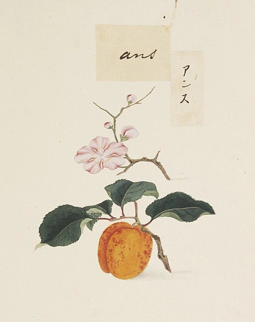 Prunus armeniaca
