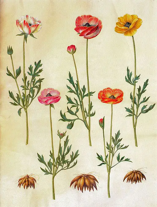 Persian Buttercup Ranunculus symbolising radiant charm.