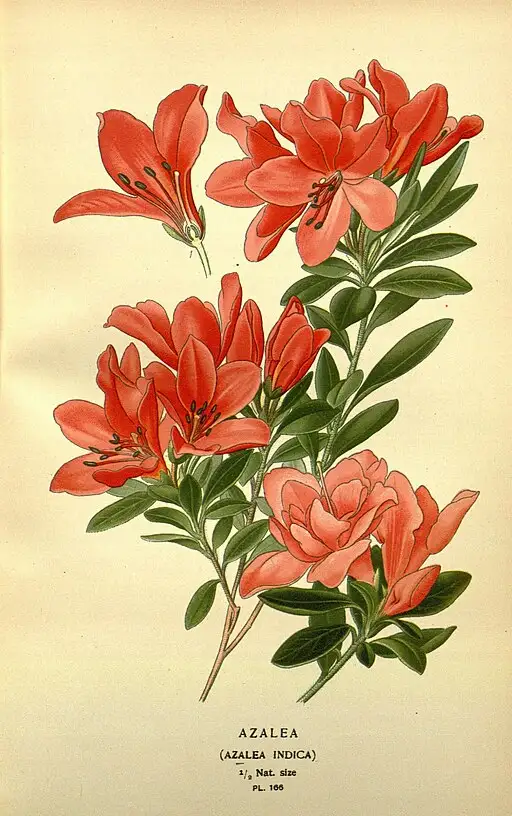 Vintage Azalea illustration symbolising temperance and fragility.