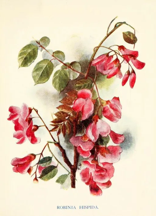 Botanical illustration of Acacia Rose symbolising elegance and friendship