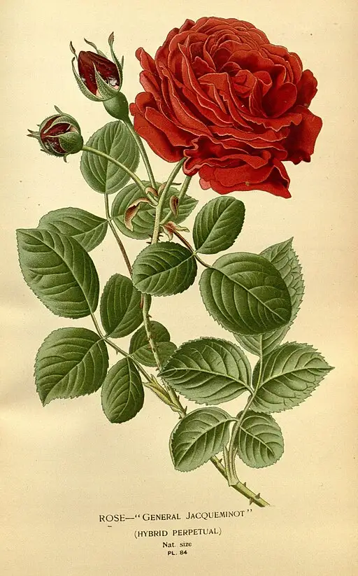 Faux Rose bloom symbolising deep love and respect.
