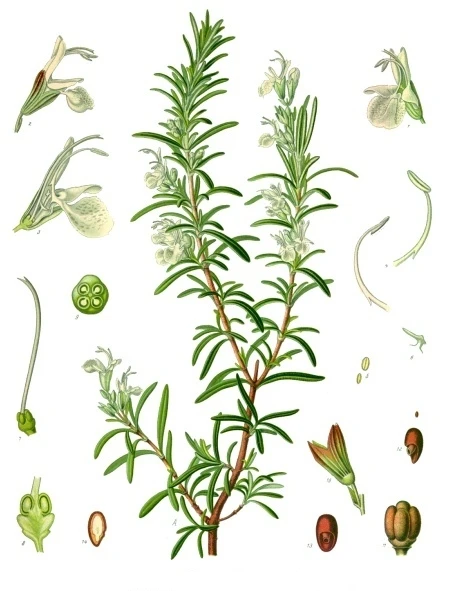 Botanical illustration of Rosemary symbolising remembrance.