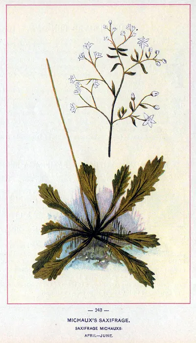 Botanical illustration Saxifrage symbolising perseverance.