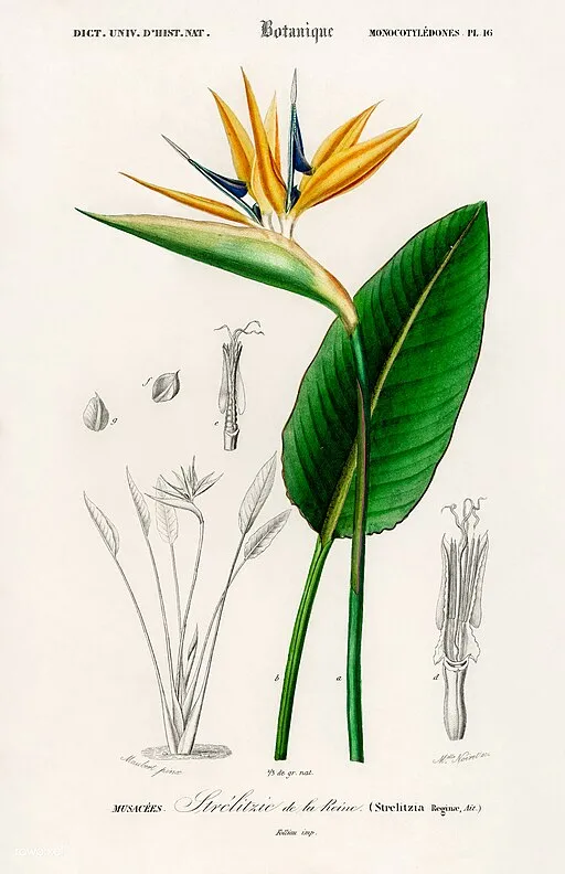 Strelitzia Bird of Paradise symbolising freedom and magnificence.