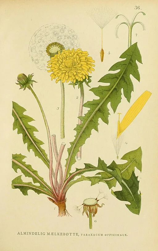 Vintage Dandelion illustration symbolising healing and wishes.