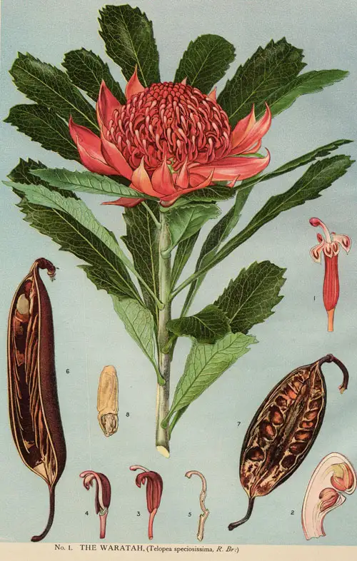 Australian Waratah symbolising courage and survival.