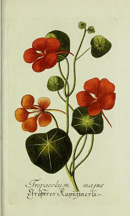 Botanical illustration Nasturtium symbolising victory and patriotism.