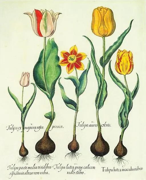 Tulip symbolising perfect love and spring renewal.