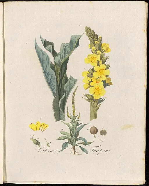 Botanical illustration Verbascum symbolising bravery.