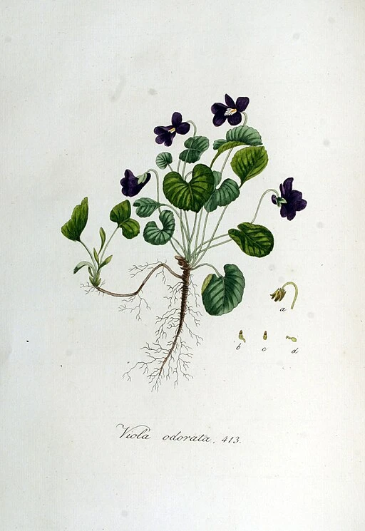 Viola symbolising modesty and faithfulness.