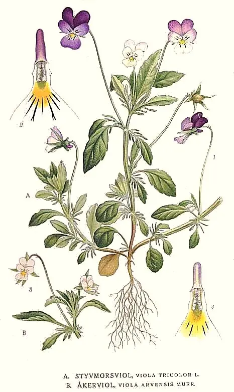 Botanical illustration Pansy symbolising loving thoughts.