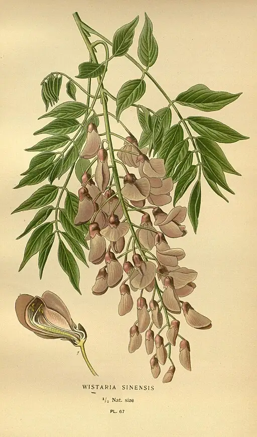 Wisteria vine symbolising endurance and immortality.
