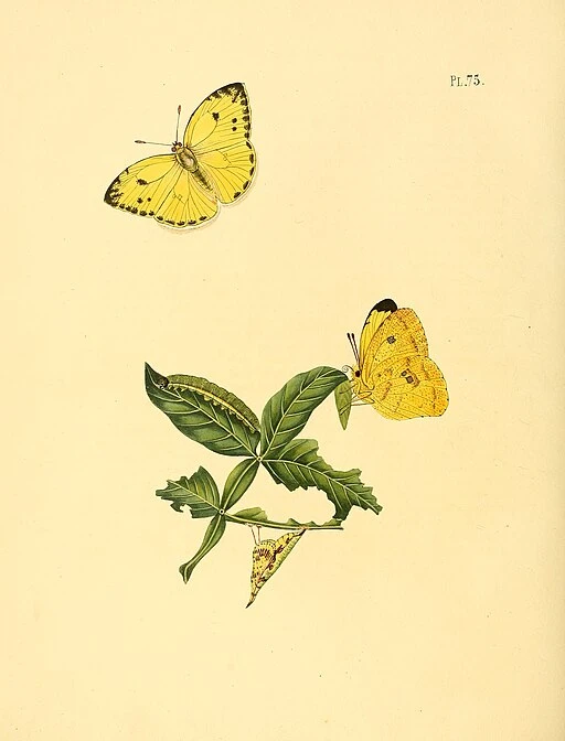 Botanical illustration of yellow wildflowers symbolising passion.