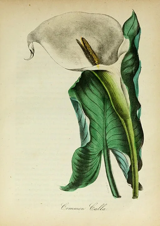 Zantedeschia Aethiopica