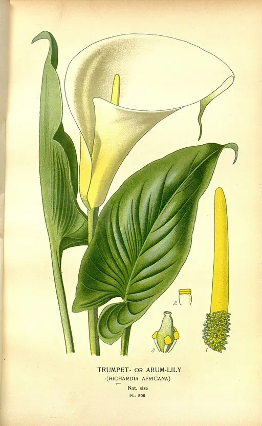 Zantedeschia Calla Lily symbolising resurrection.