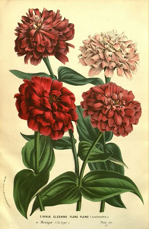 Zinnia flower symbolising thoughts of absent friends.