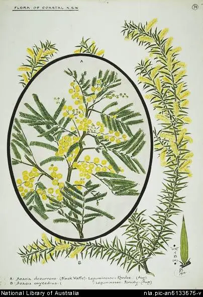 Faux Australian Acacia Wattle symbolising resilience and secret love.